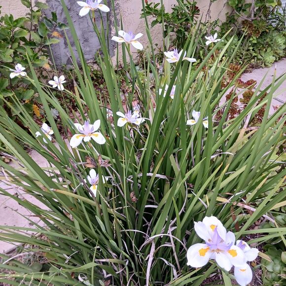 JAPANESE IRIS 10 SEEDS Dietes Iriodiodes Fortnight Lily Evergreen Grass Drought - Picture 11 of 13